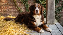 Diese Hunderassen eignen sich am besten als Wachhunde: Welche Rasse ist die richtige für Sie