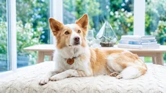 Hundebett oder Decke: Was eignet sich besser für zu Hause und auf Reisen