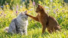 Unterscheiden sich Kater und Katzen - Wissenschaft gegen Stereotype