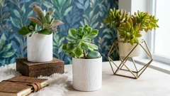 Lebende Steine und grüne Raubtiere: 5 ungewöhnliche Zimmerpflanzen für alle, die etwas Besonderes suchen