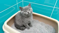 Entsorgung von Katzenstreu: Machst du es richtig