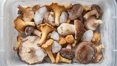 So lagern Sie Pilze richtig im Gefrierschrank: Einfrieren ohne Enttäuschung – Tipps von Experten