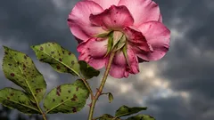 Rosen leiden nicht darunter, wenn man eine andere Blume in ihrer Nähe pflanzt: Welche sollte man wählen